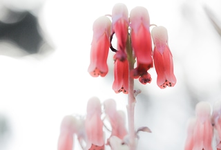 IMG_2387-1