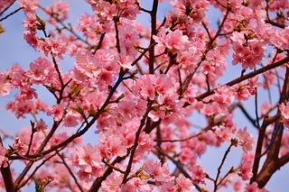 Spring 櫻花系列(三)