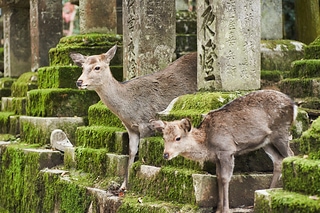奈良公園の鹿