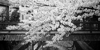 城崎温泉の桜