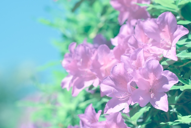 蹴上のつつじ