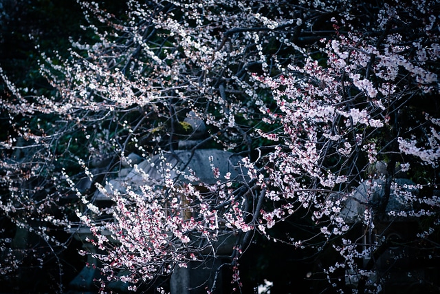 北野天滿宮の雲龍梅