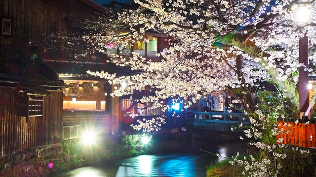 祇園白川の夜桜