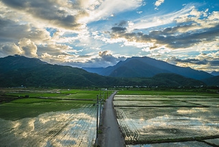 花蓮東里稻田