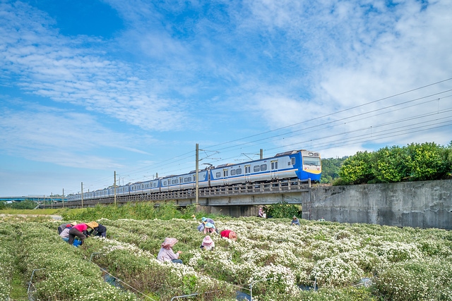 火車與杭菊