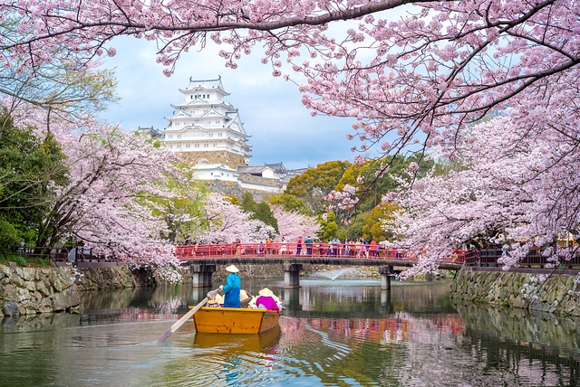 姬路城櫻花