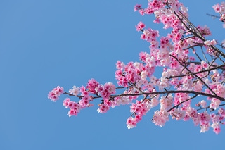 櫻花與藍天 spring cherry blossom season