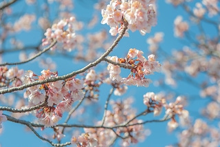 櫻花與藍天 spring cherry blossom season