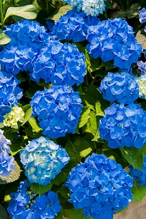 Hortensia flower 美麗的繡球花