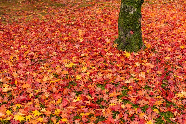 日本京都美麗的紅色楓葉