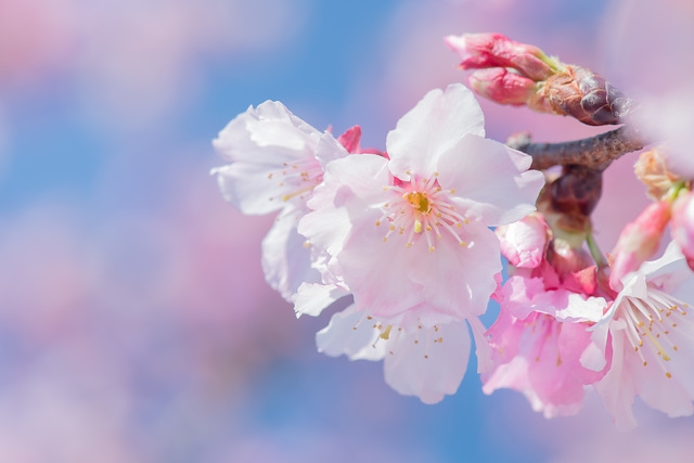 櫻花與藍天 spring cherry blossom season