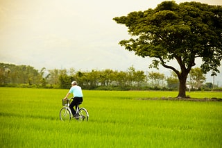池上稻田
