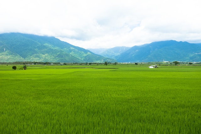 池上稻田