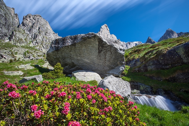 Rhododendrons blooming in Val Torrone