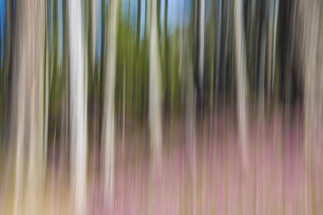 Abstract details of woods Bormio Italy