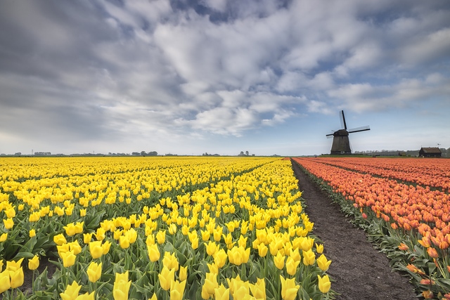Fields of tulip and windmills, Holland