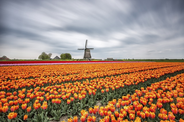 Colorful tulips and windmills, Holland