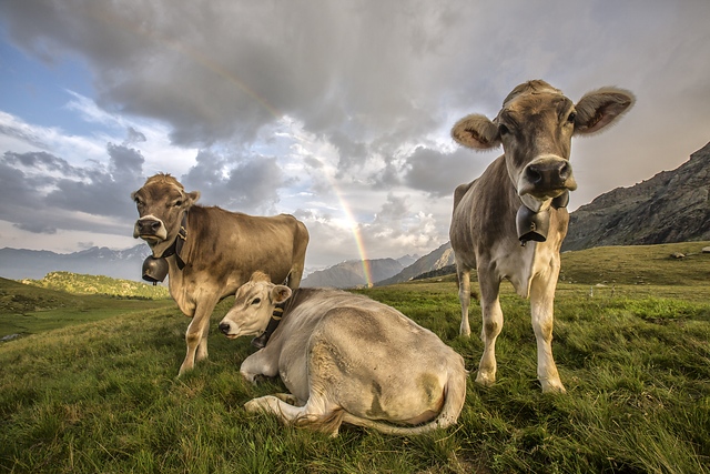Rainbow over the cows