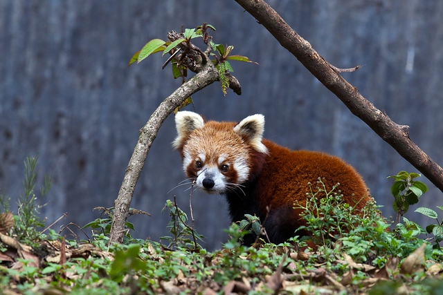 Red Panda, Darjeeling, India