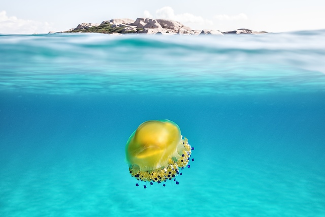 Jellyfish in Sardegna sea