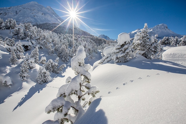 Snowfall, Maloja, Engadine, Switzerland