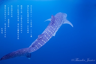鯨鯊