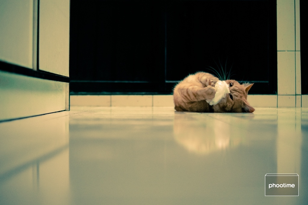 满足开心的猫咪