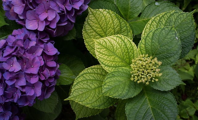 Hydrangea
