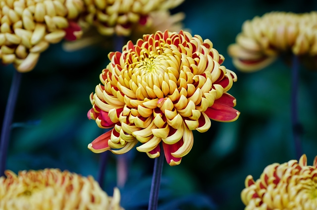 Beautiful big chrysanthemum