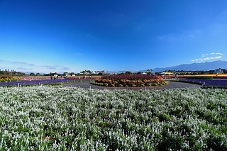 DPP_0165