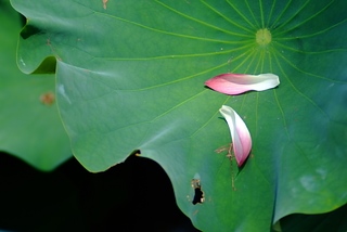 DSCF5262