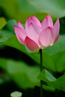 DSCF5290