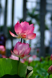 DSCF5297