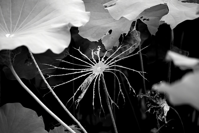 DPP_0001
