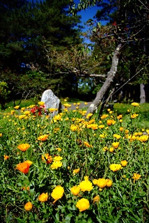 DSCF6520
