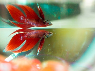 鬥魚