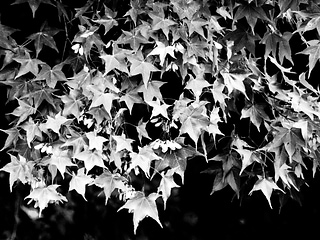 Maple