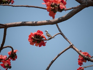 花與鳥