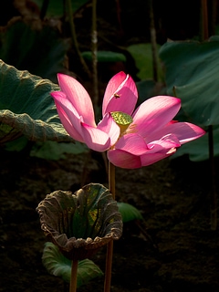 Lotus