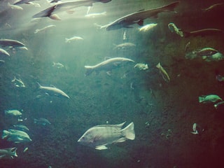 In the water