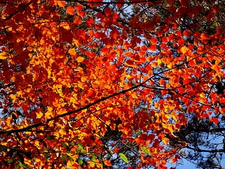霜葉紅於二月花