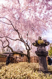 櫻花祭