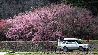 櫻花