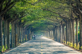 綠色隧道