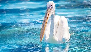白鵜鶘 動物 池塘 white pelican swimming ペリカン