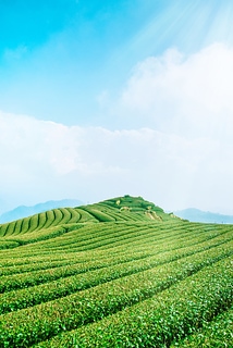阿里山 茶園 茶 茶葉 レジャー 畑 緑茶 お茶 茶畑 tea garden