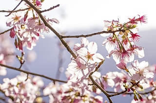 櫻花