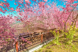 阿財伯觀光果園-櫻花