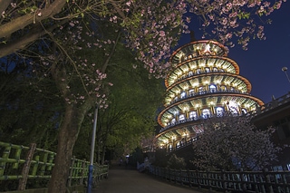 天元宮櫻花