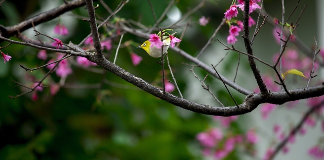 美麗櫻花樹上的小鳥